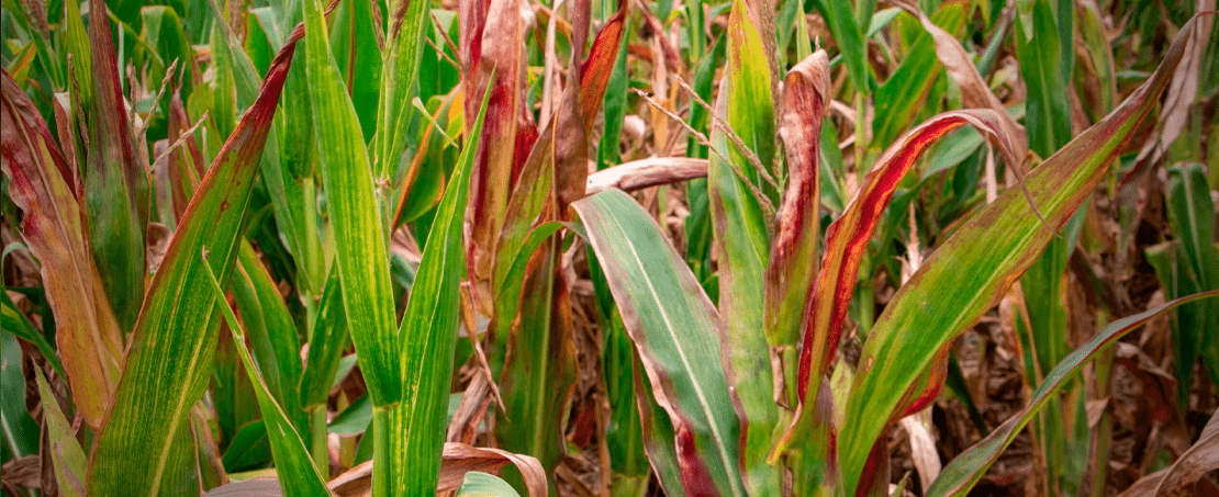 Enfezamento vermelho na plantação de soja