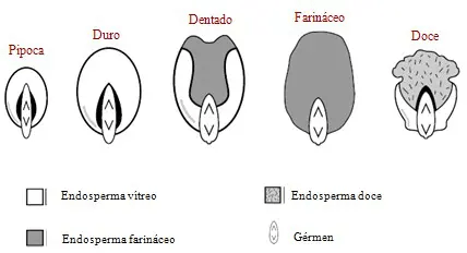 Tipos de grão de milho: conheça as características e faça a escolha certa