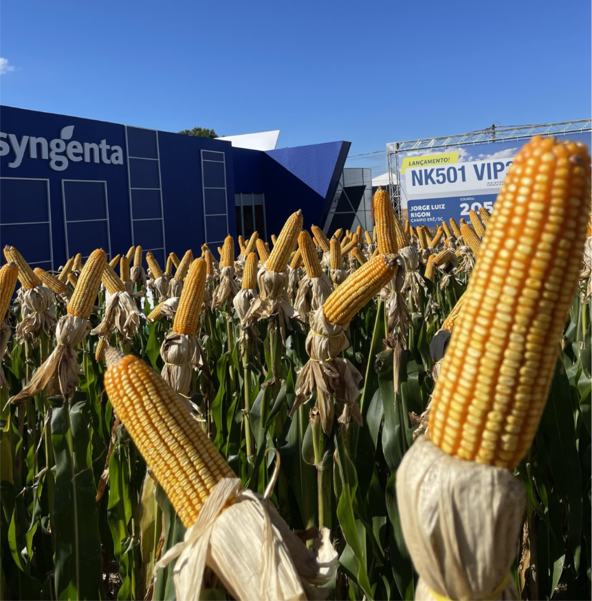 Espigas de milho amarelas e maduras em destaque em um evento agrícola. Ao fundo, um prédio azul da Syngenta e um painel de lançamento do híbrido NK501 VIP3 da Sementes NK. 