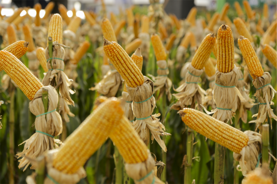 Espigas de milho amarelas e maduras em destaque em um evento agrícola, do híbrido NK509 VIP3 da Sementes NK.
