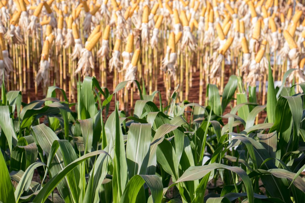 Fotografia que compara duas fases do milho: em primeiro plano, plantas de milho verdes e folhosas (representando o ponto de silagem) e, em segundo plano, plantas de milho secas com espigas amarelas prontas (representando a colheita de grãos).