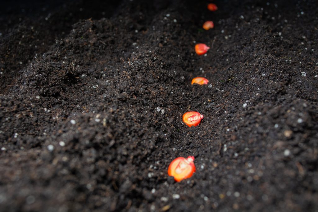 Sementes de milho tratadas semeadas em fileiras no solo.