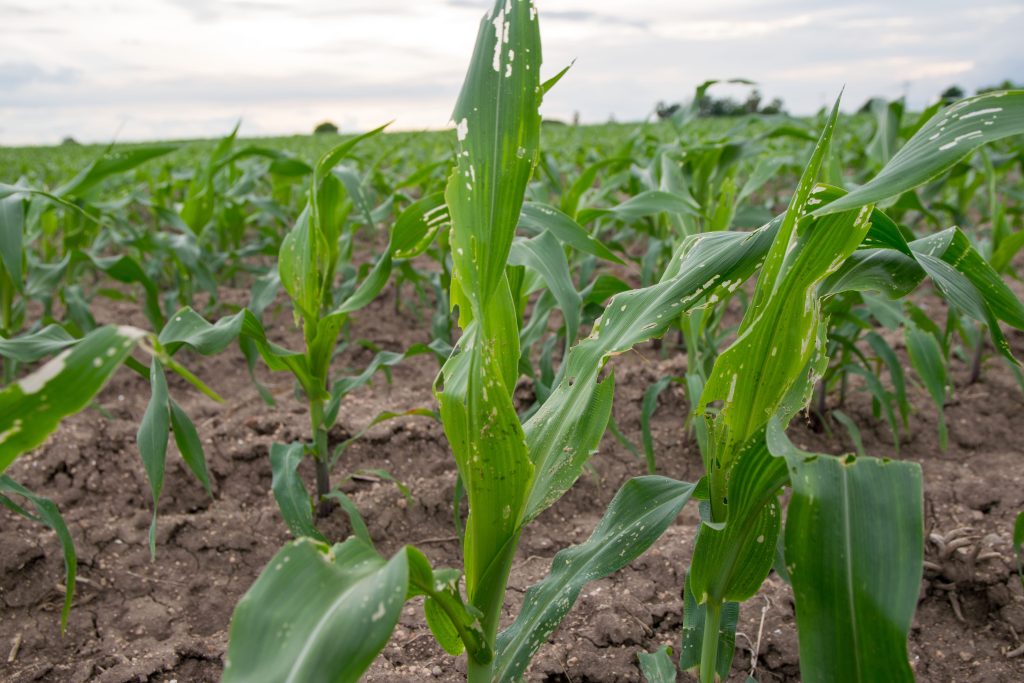 Danos nas folhas de milho causados por insetos e pragas, folhas de milho danificadas pela lagarta-do-cartucho (Spodoptera frugiperda).