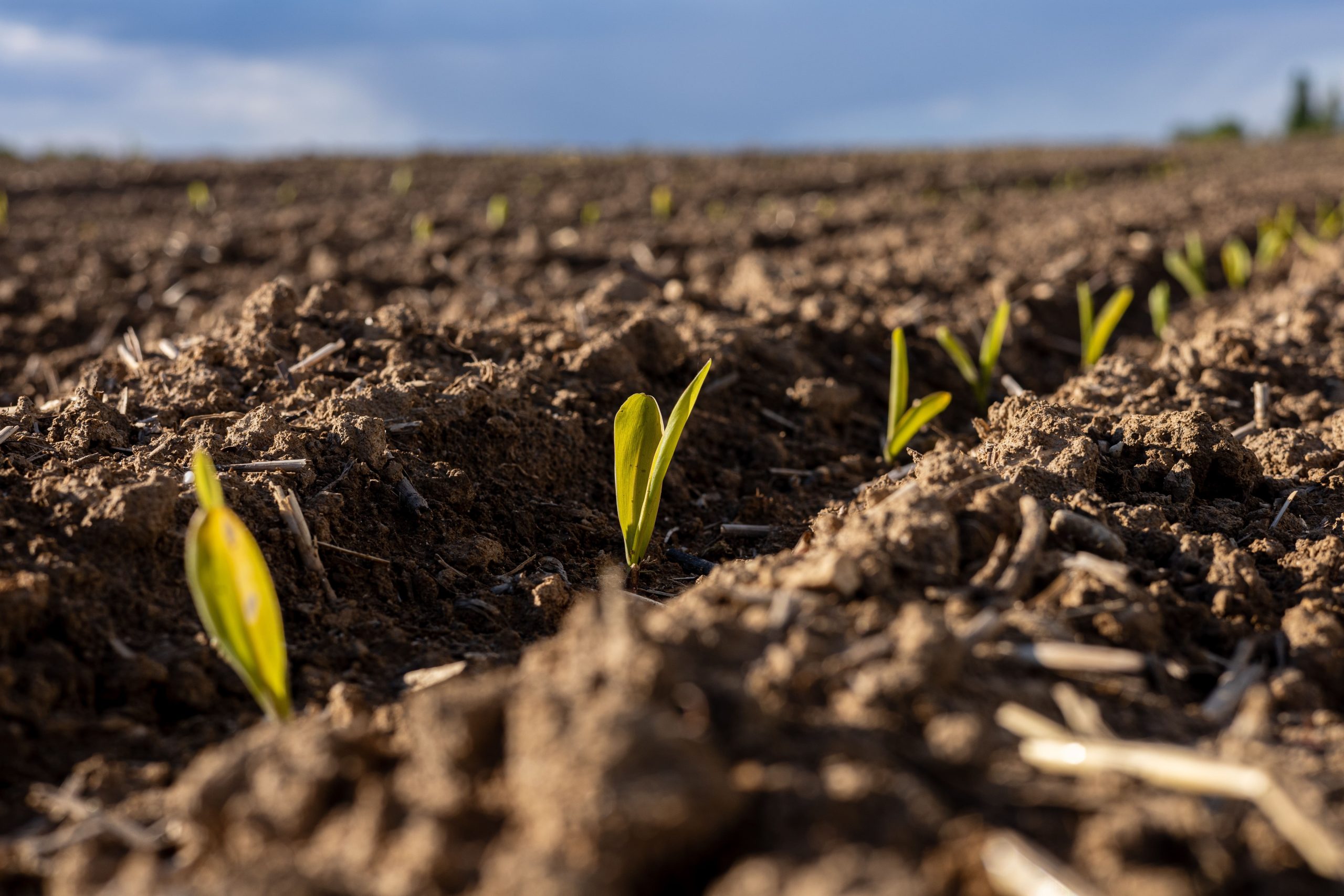 Plantas de milho recém-germinadas crescem em fileiras limpas, exibindo folhas verdes vibrantes que surgem da terra úmida.