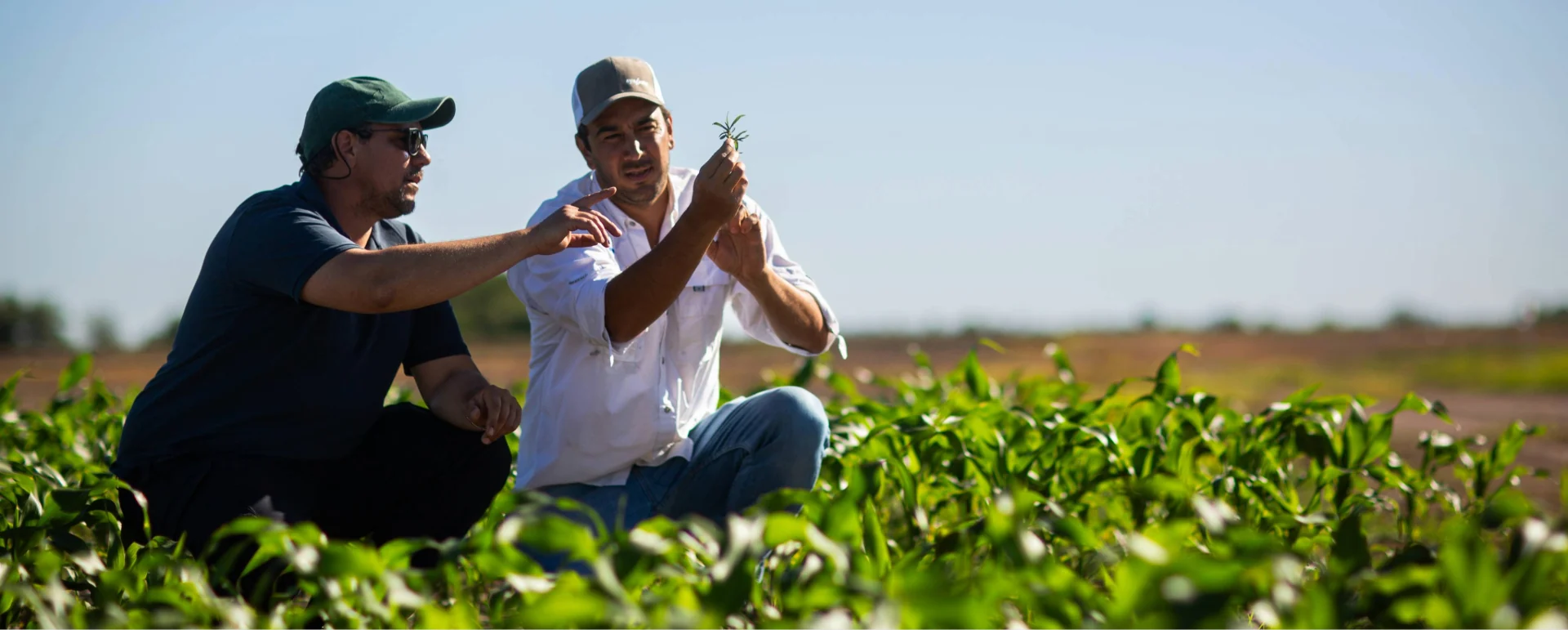 Produtores avaliando a presença de plantas daninhas em lavoura de milho. 