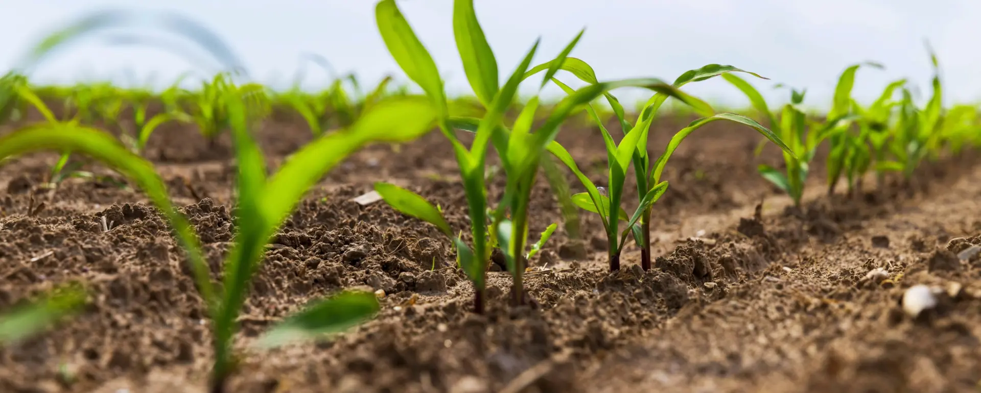 Fileira de milho com plantas duplas, falha de plantabilidade do milho