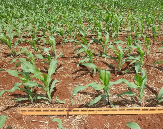 : Vista de uma lavoura de milho em desenvolvimento inicial com palhada de cobertura no solo, acompanhada por uma régua graduada amarela disposta horizontalmente em primeiro plano para medição do espaçamento entre plantas.